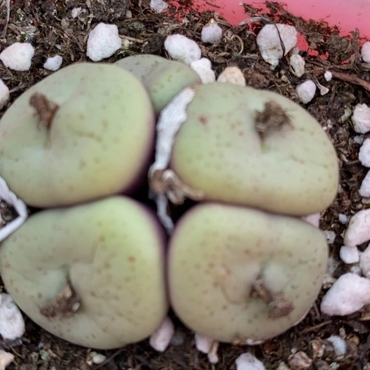 1772吕氏大饼一群