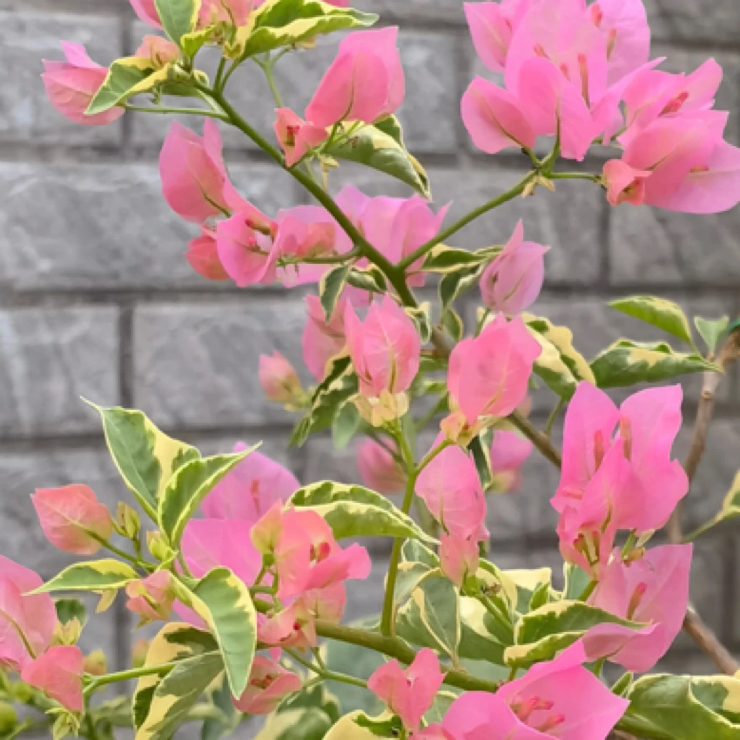 蜡染粉➕小斑叶丽人 品种袋苗组合 包对版