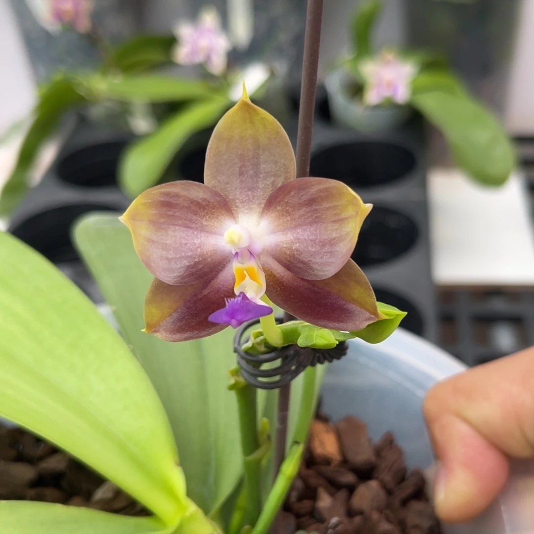 完全开放1301 s7三梗寒露 叶瑕疵 一物一拍