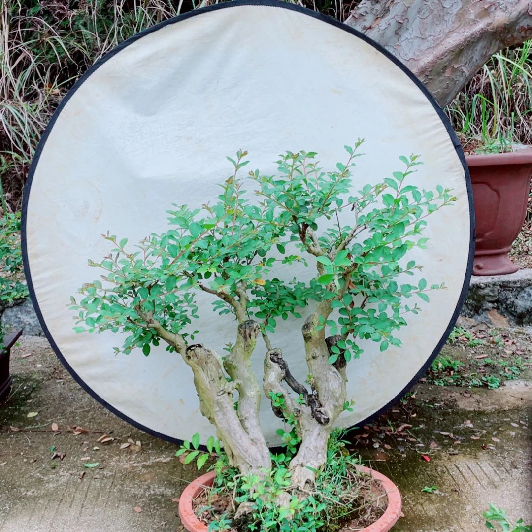 无花朵红花紫薇红花紫薇