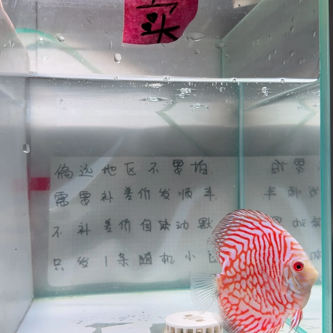 七彩神仙鱼肉身7-8偏远地区不拍