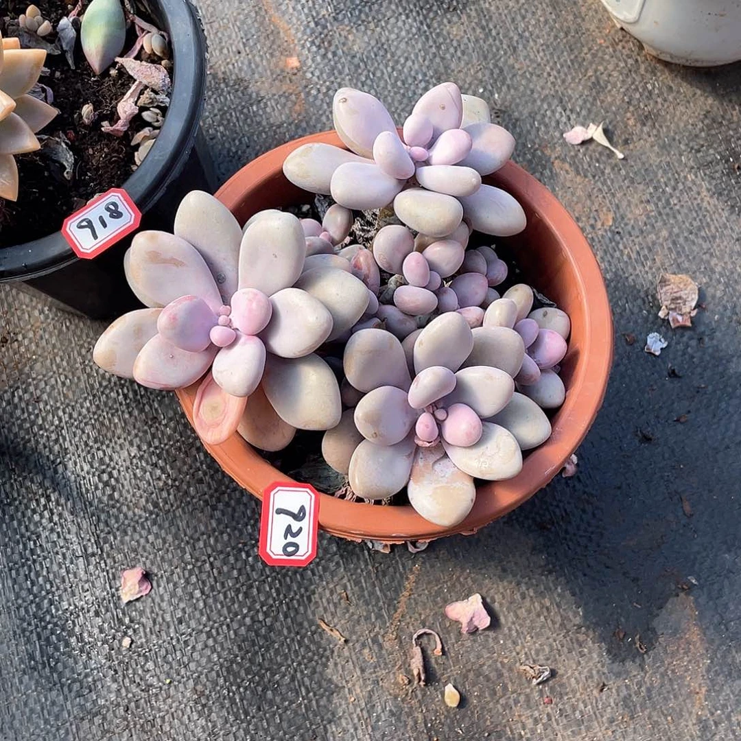 920桃蛋一物一拍多肉