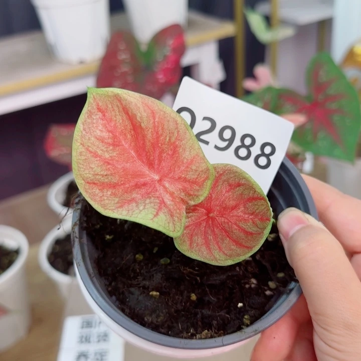 无花朵泰彩水蜜桃Q2988