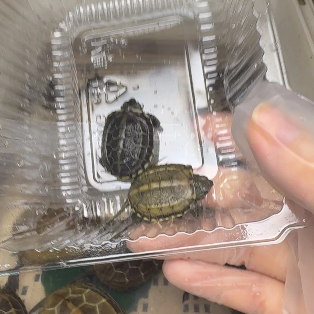母绿毛龟?黄肉黄肉
