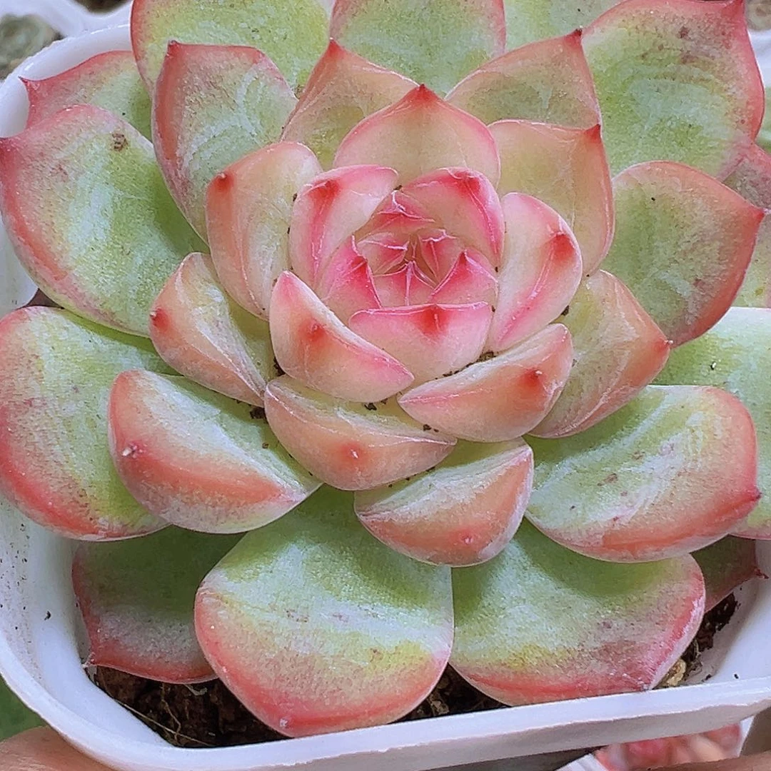 玉笛19包邮多肉植物