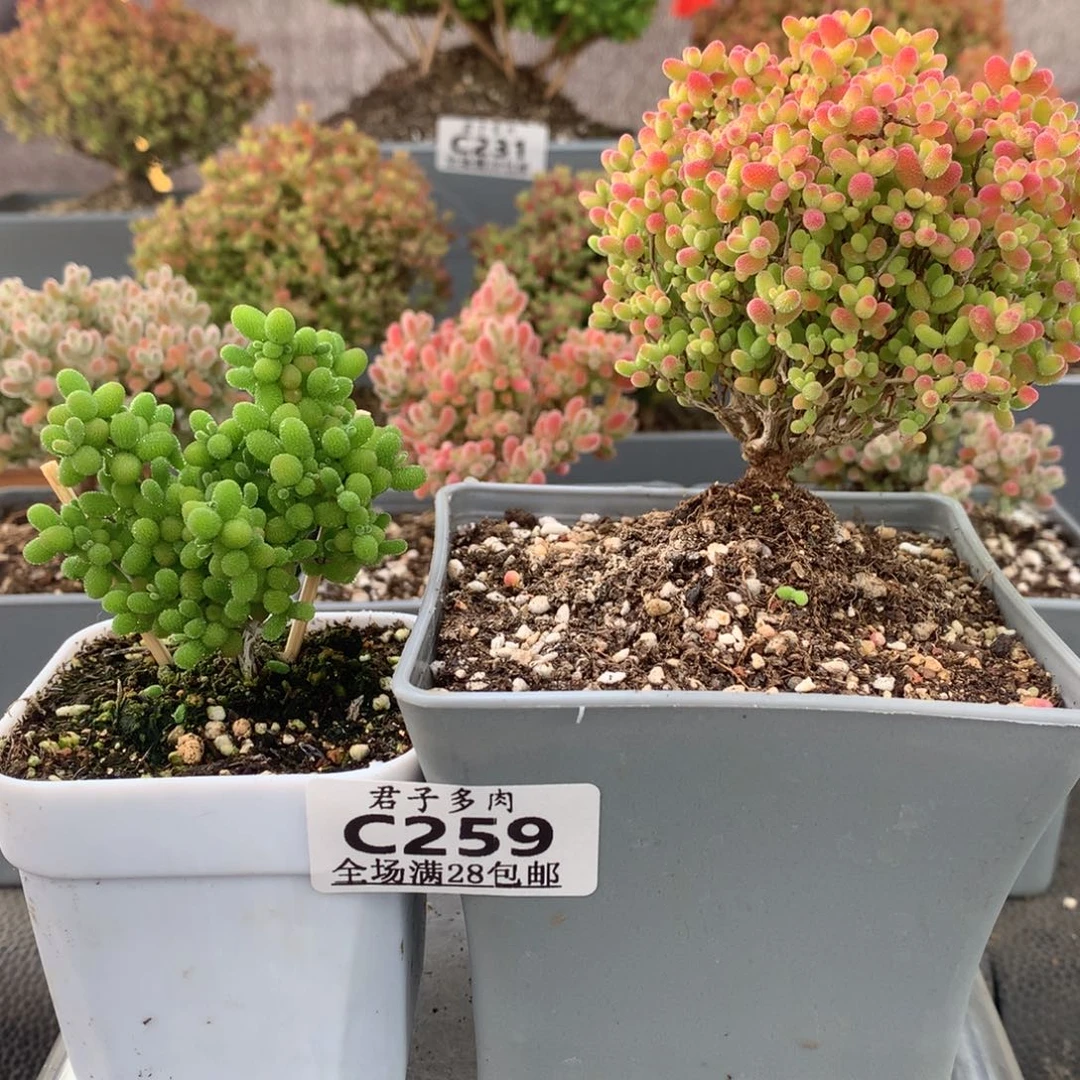 c259蜜橘枝干番杏两棵