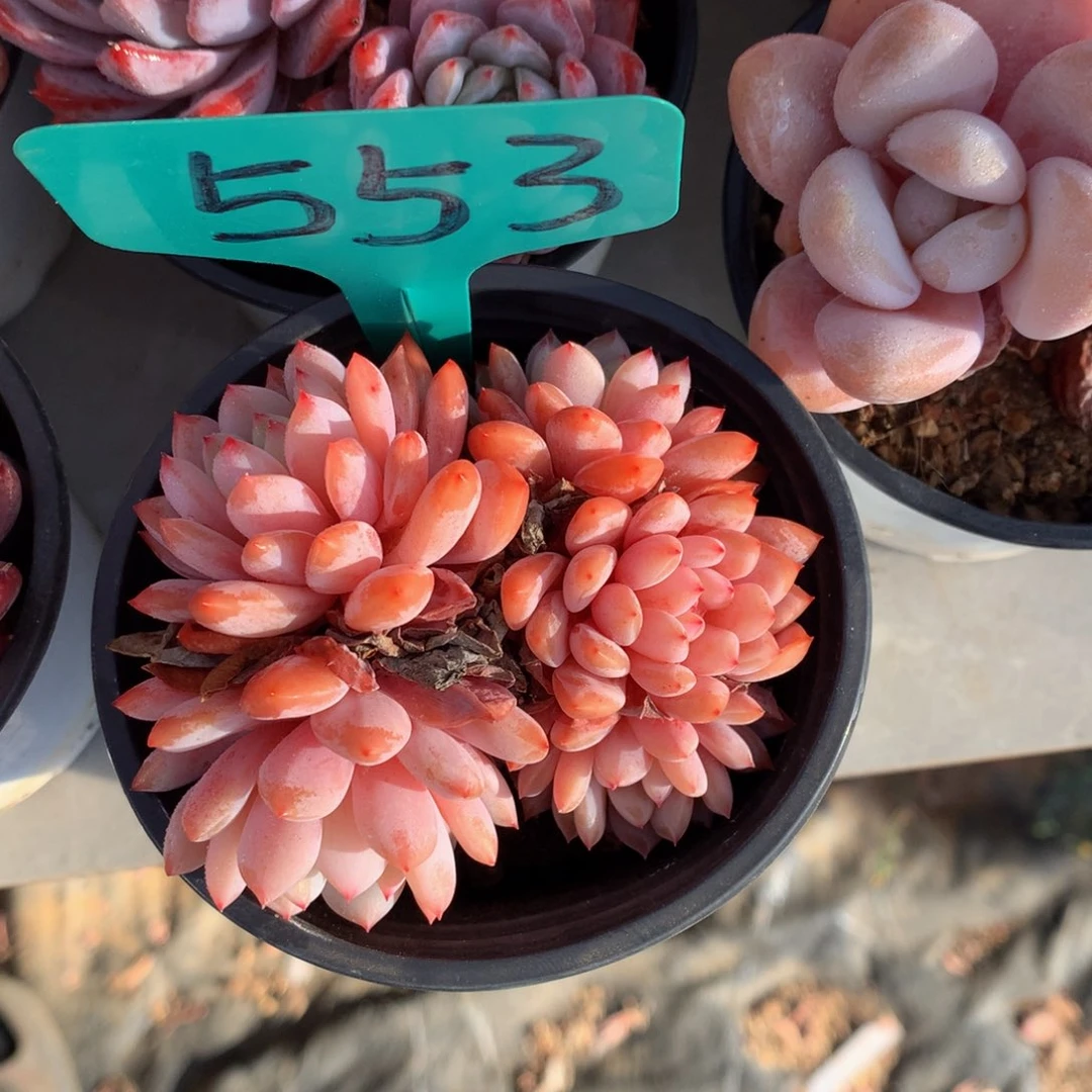 星星星橙7272727272