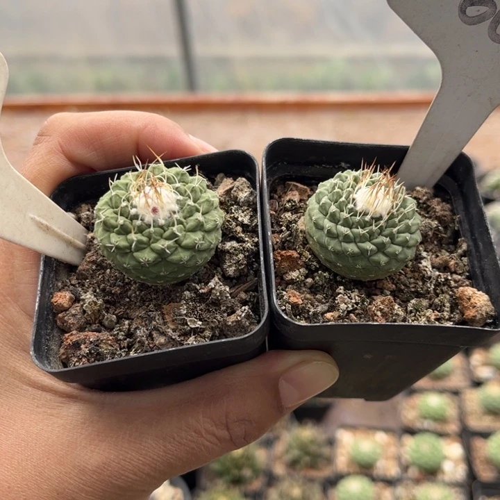 微****?103 660实生菊水好养皮实