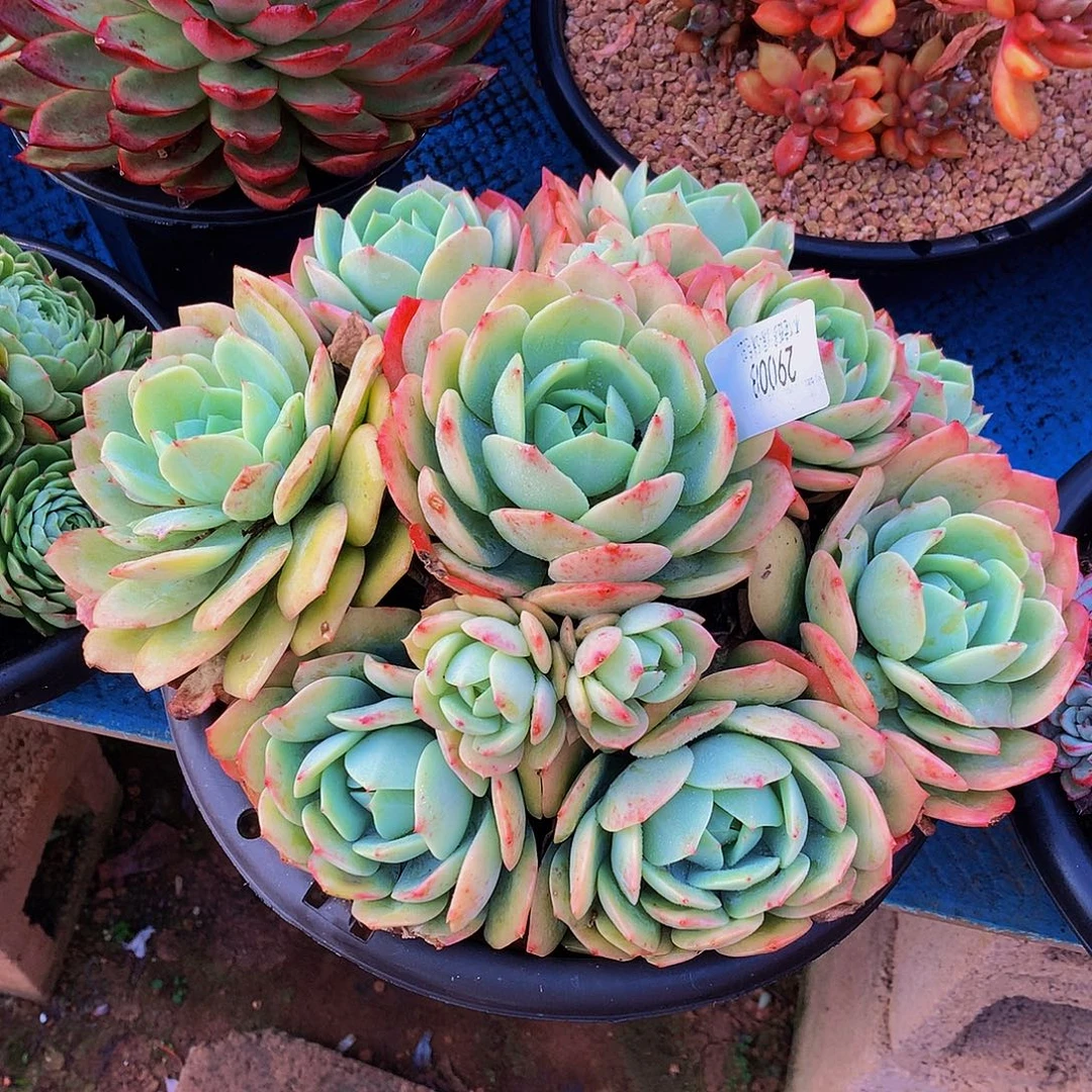 小***白   恋曲多肉29008