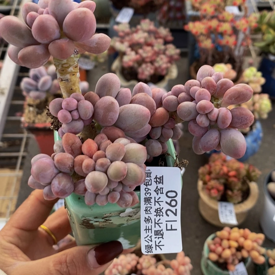 汤圆260/10vm多肉