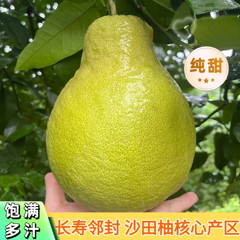 【川渝地区拍这里】大果1.9-2.3斤7个长寿邻封老树沙田柚纯甜无酸