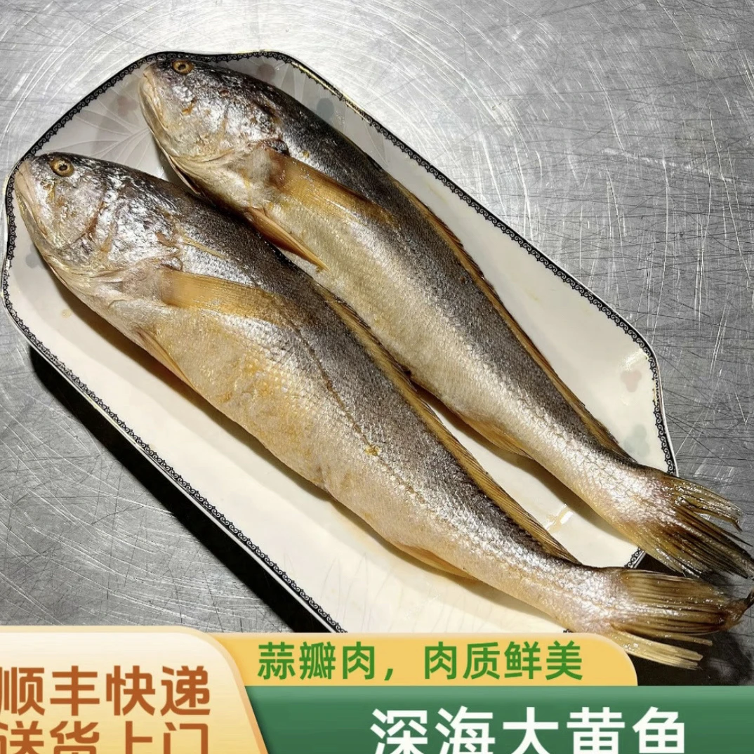 （6大条）海黄鱼肉质鲜嫩 蒜瓣肉 码头直发7两左右/条 到手6大条