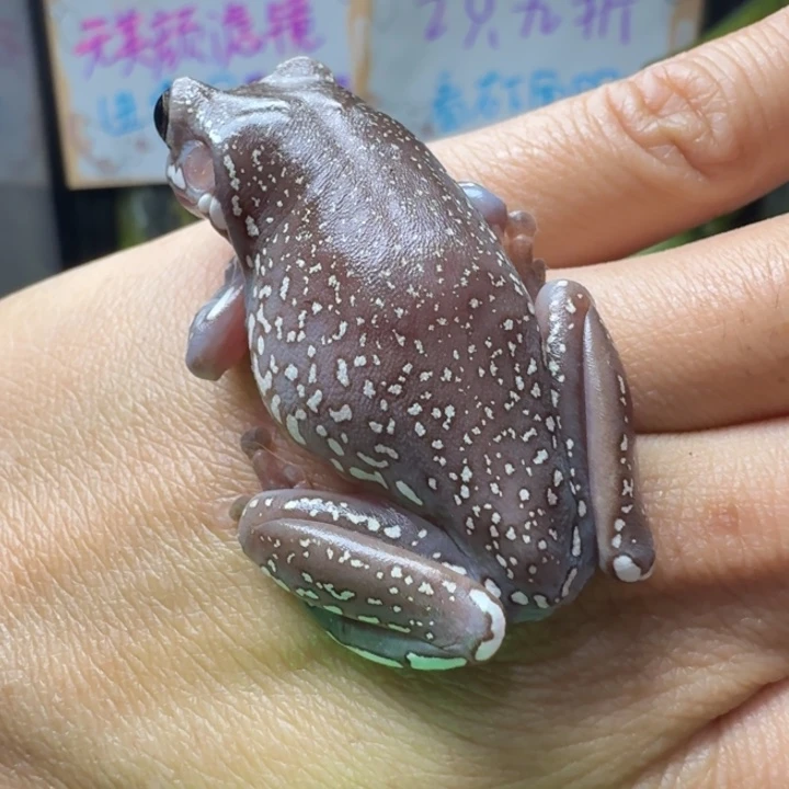 老爷树蛙10 蓝紫色澳蓝暴雪