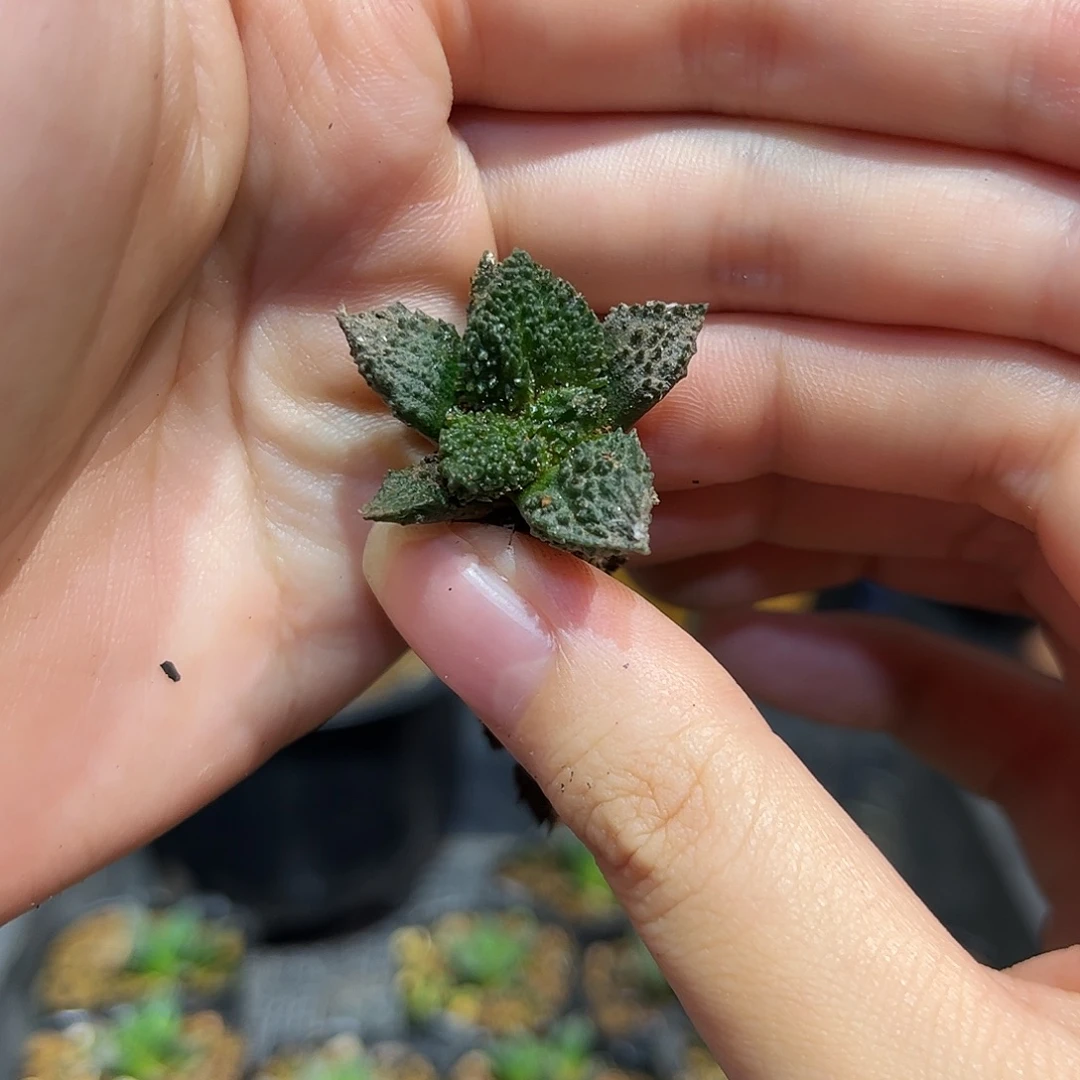 3cm实生超级哥斯拉必拍