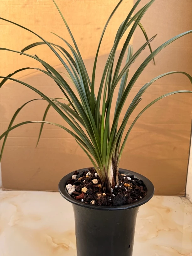 兰花河南浓香惠兰绿植花卉兰花室内阳台盆景园艺净化清新植物鲜花