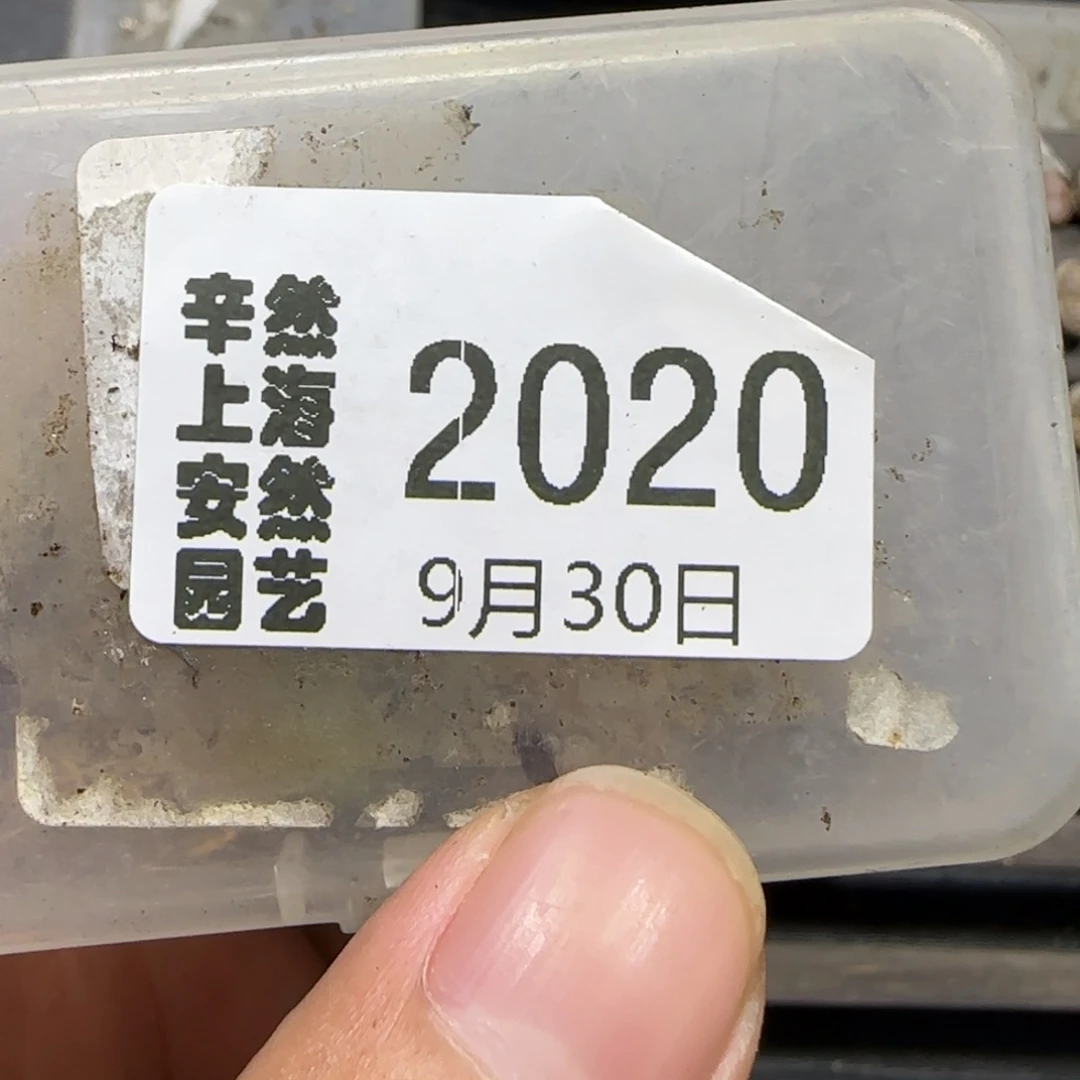 奇***林9.30。   专拍。  2020