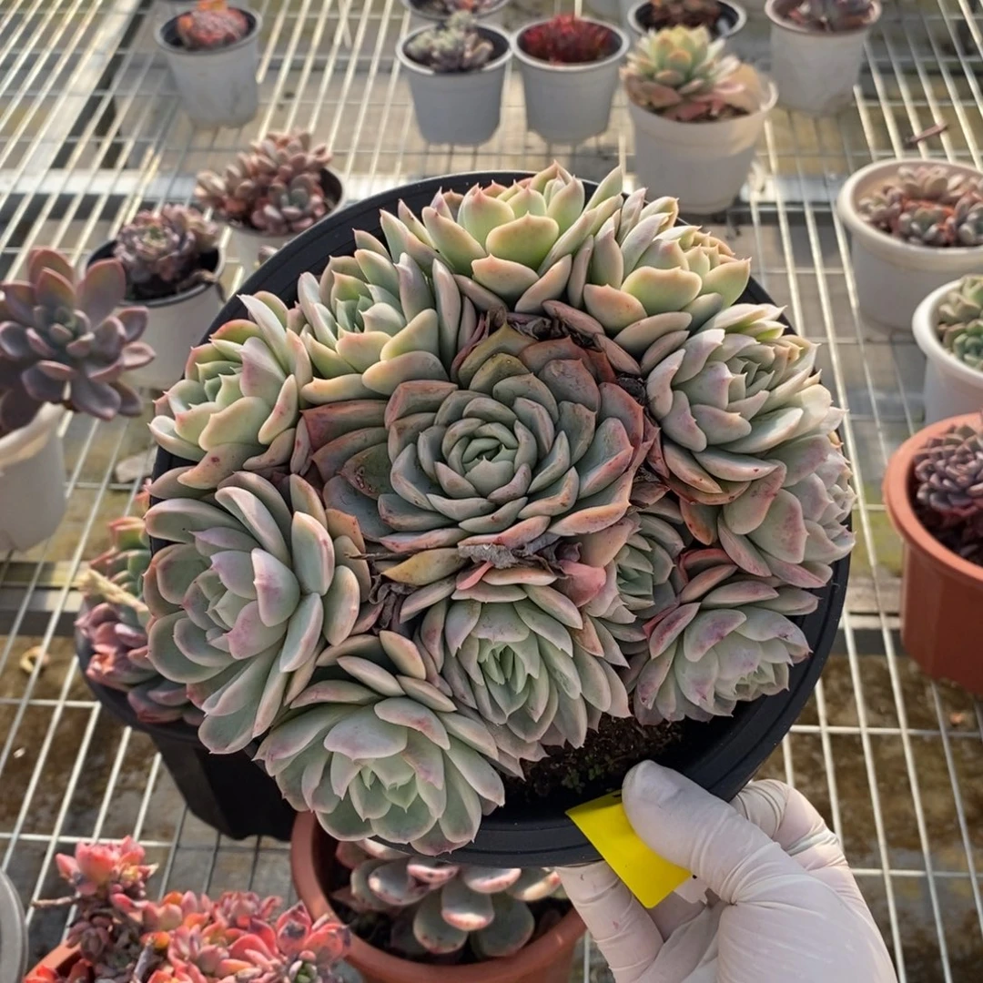 329约瑟琳一物一拍