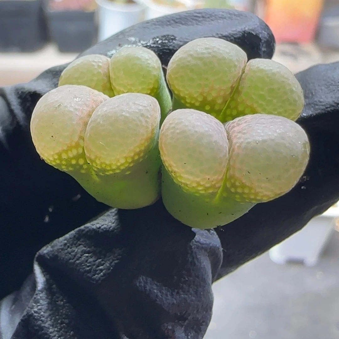 多肉植物白窗风67号（满38包邮）