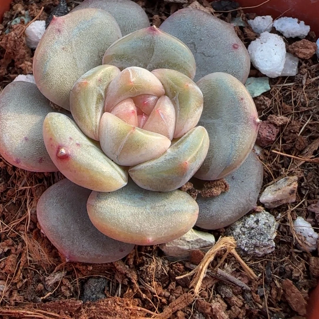 小卡拉米糖心一物一拍