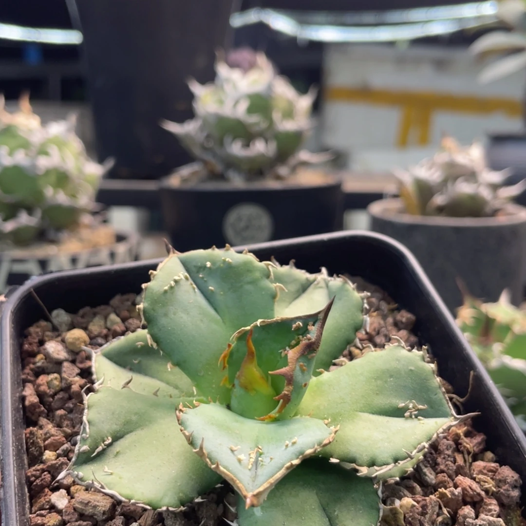 灯养鳄龟888888888888