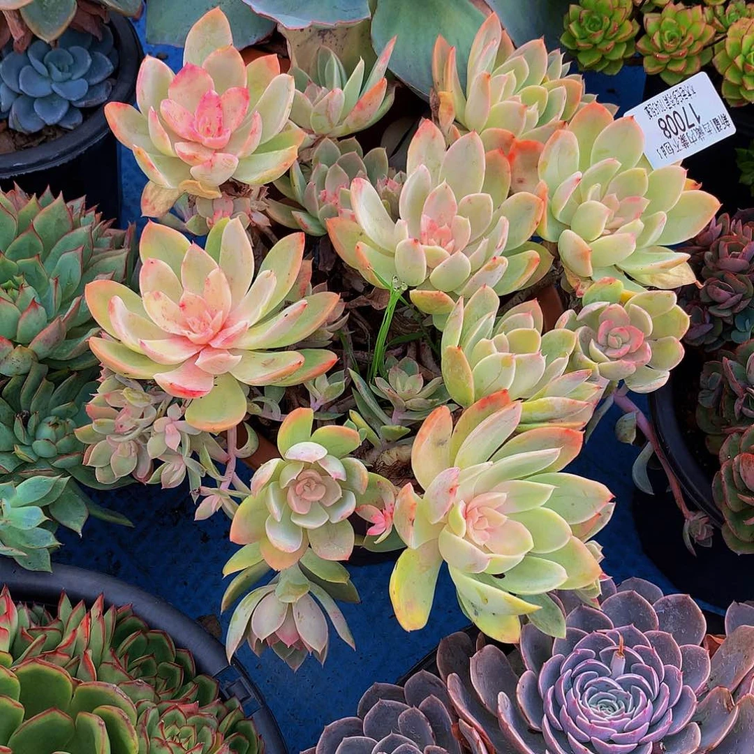 @***园      丝绸面沙多肉17008