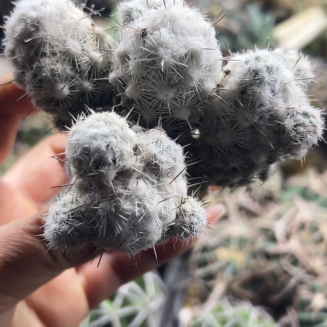 都锦有根仙人球66666666