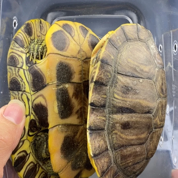 巴西彩龟母666666