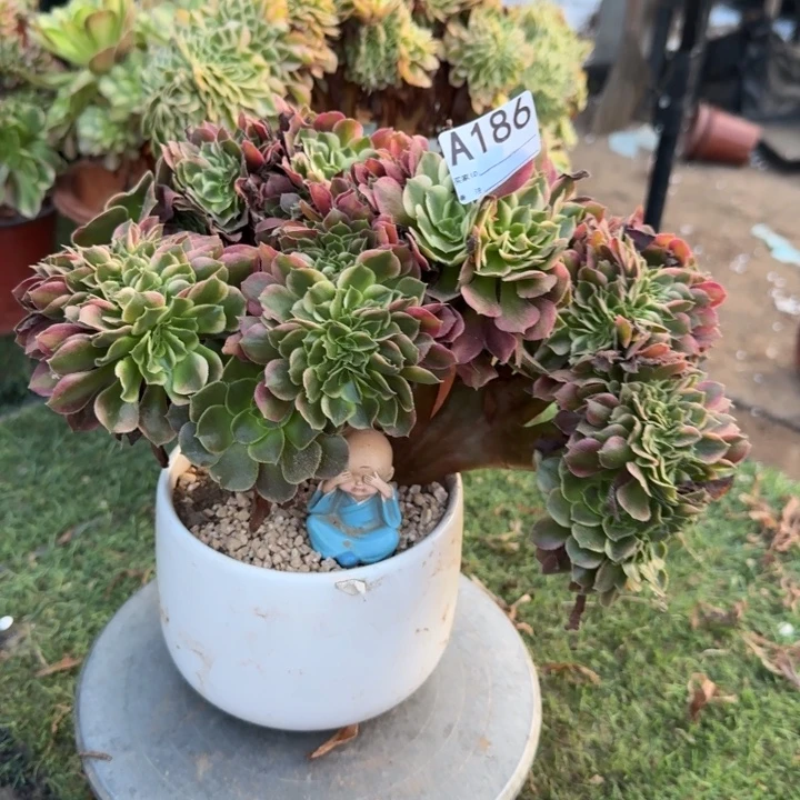 香妃法师锦缀化186