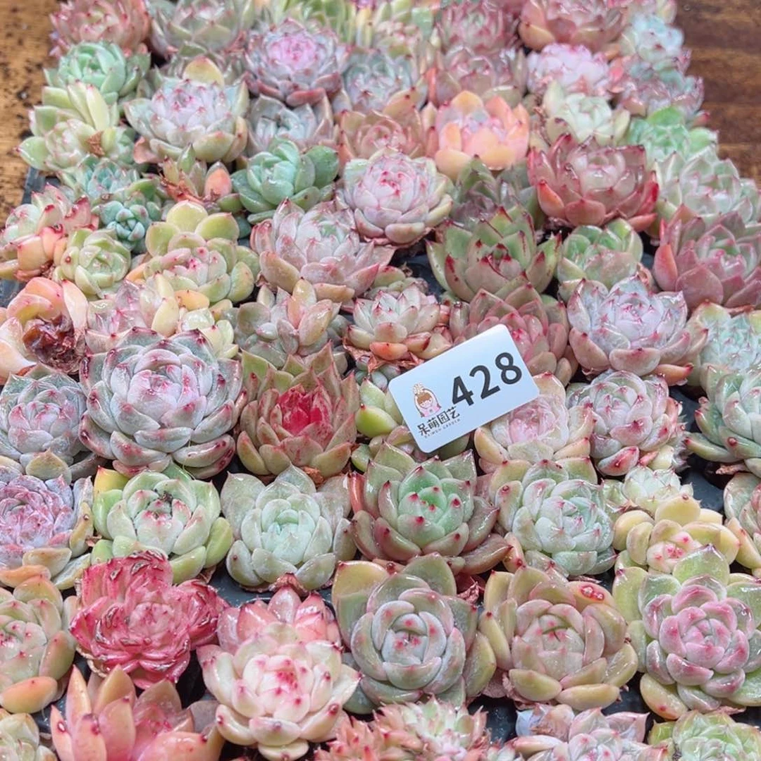 猎*多肉植物多肉植物