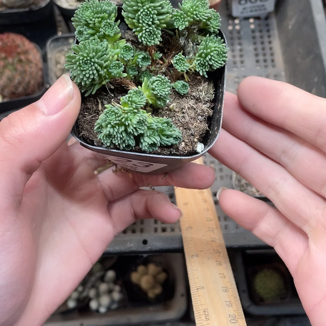 823球松（满18包邮）