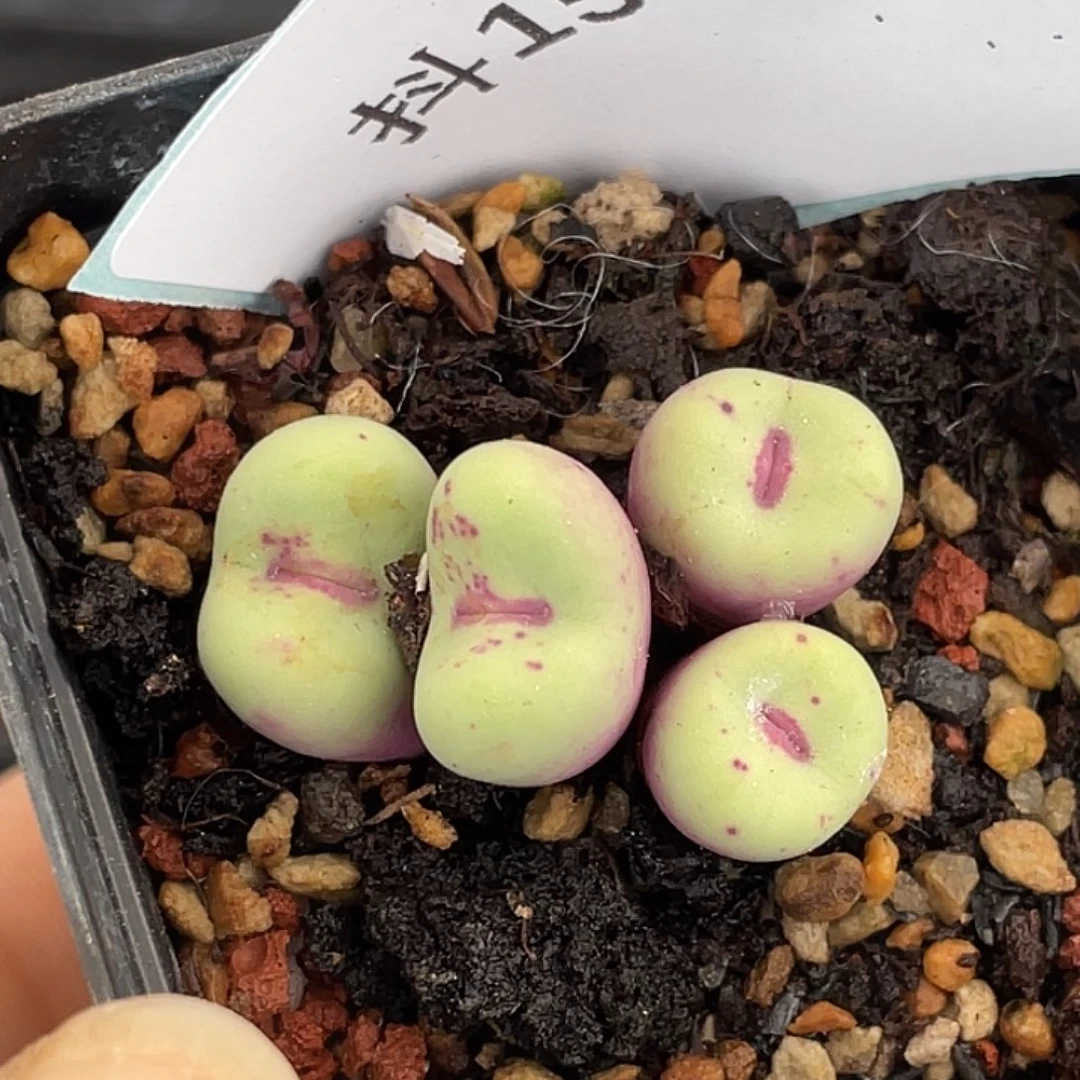 15-34嘴多肉植物肉锥