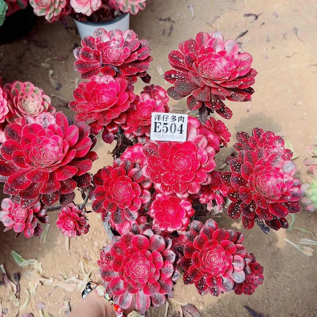 504香耐尔 冠幅30左右