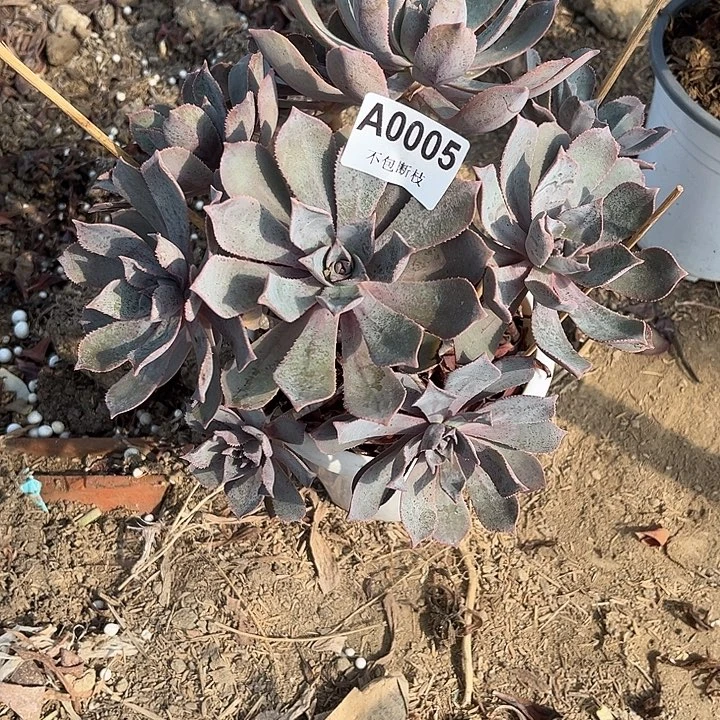 005粉仙桃多肉法师不包断枝