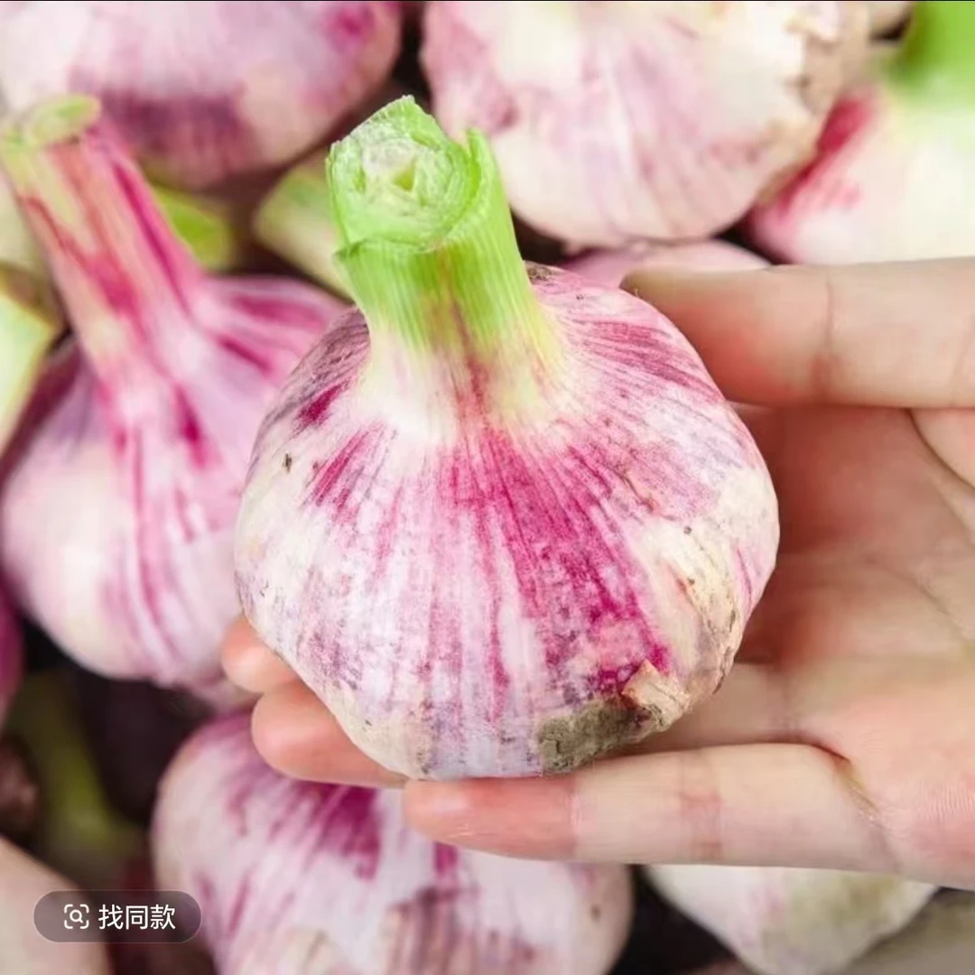 【大促价】头茬大蒜紫皮多瓣蒜新鲜现挖蒜香多汁带泥发货