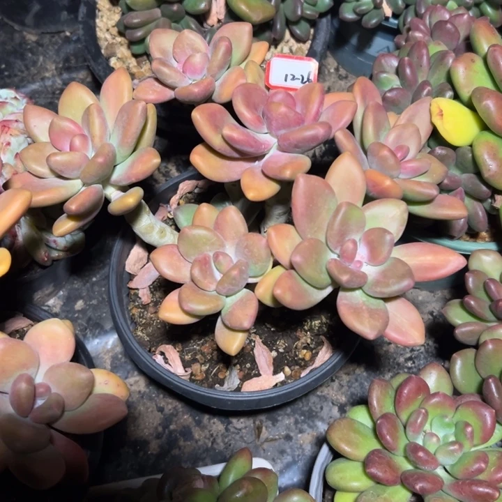 ~***～精品多肉植物老桩