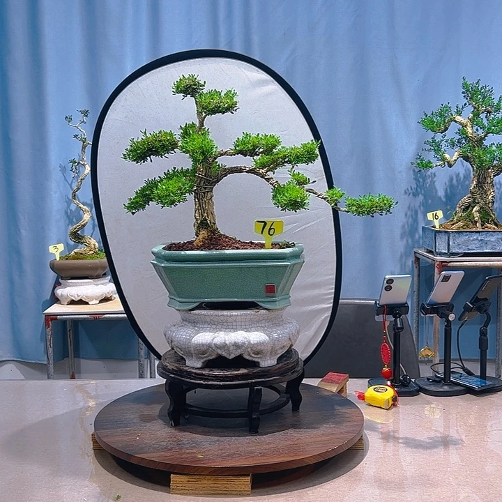 无花朵广东皱皮雀舌黄杨