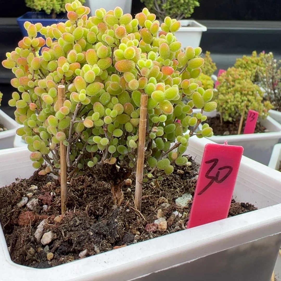 蜜橘糖球30号10cm盆