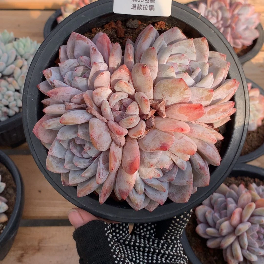 14厘米五头蒙特3040