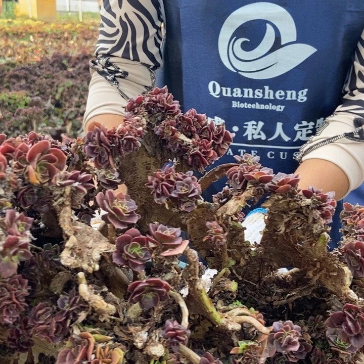 用***成077玫瑰缀化老桩老桩