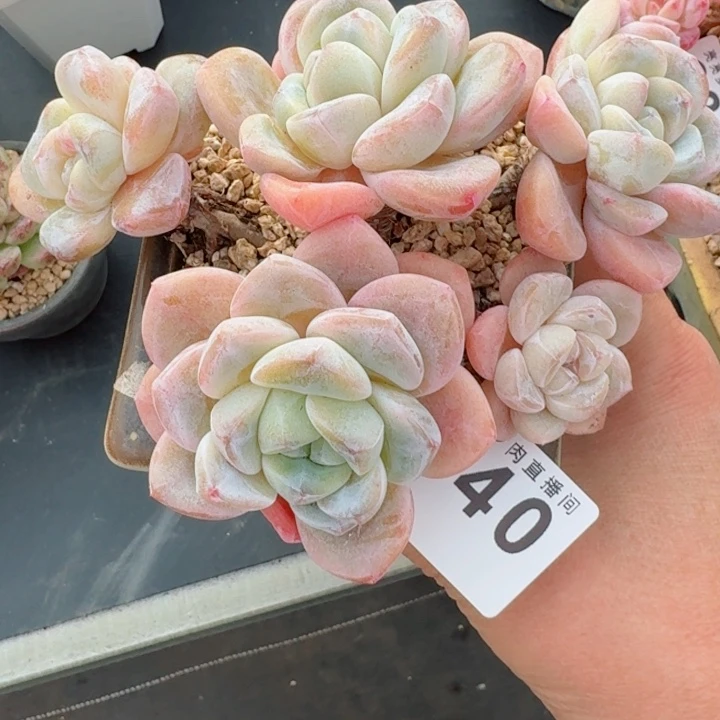 老桩冰玉         精控精养多肉植物