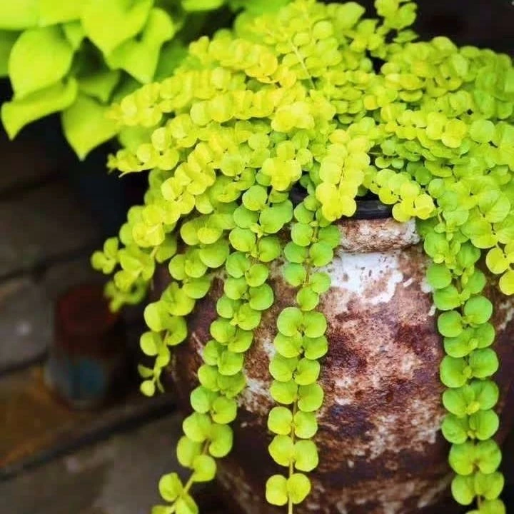 过路黄多年生常绿易爆盆垂吊阳台护盆草庭院地被植物耐热耐寒好养