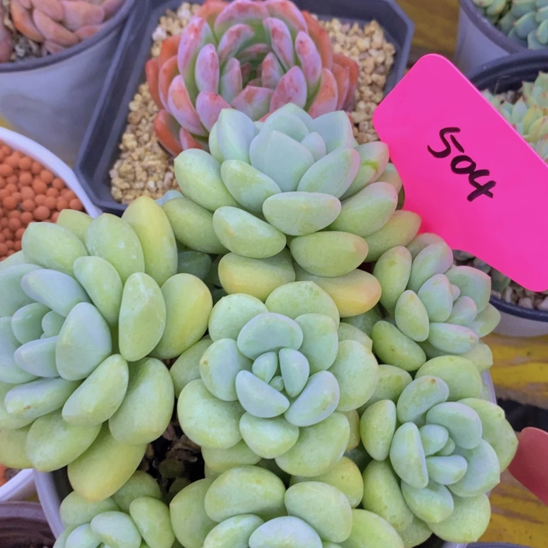 开心多肉，7.31号专场，不保价，破