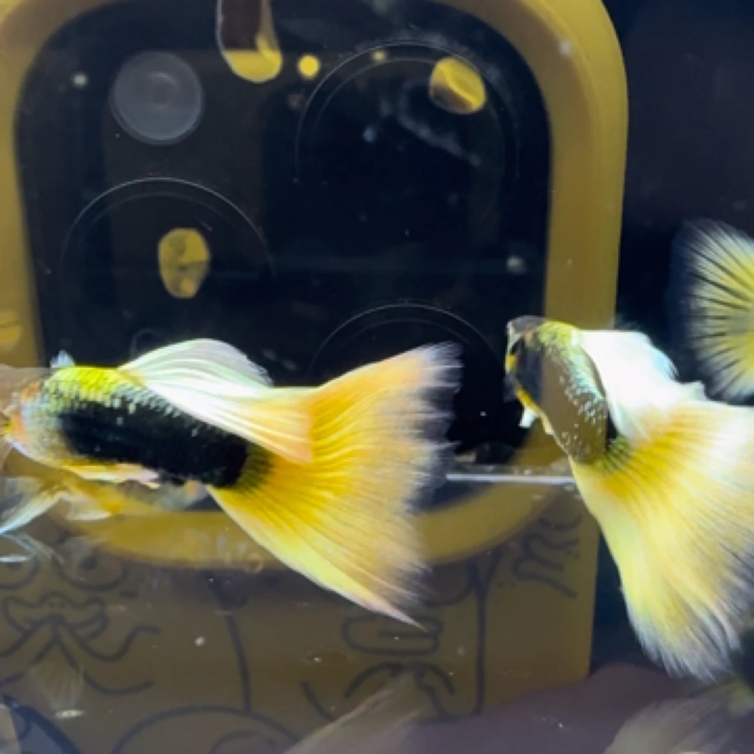 黄礼服孔雀鱼小型热带观赏鱼适合新手好养耐活计程车黄礼服观赏鱼