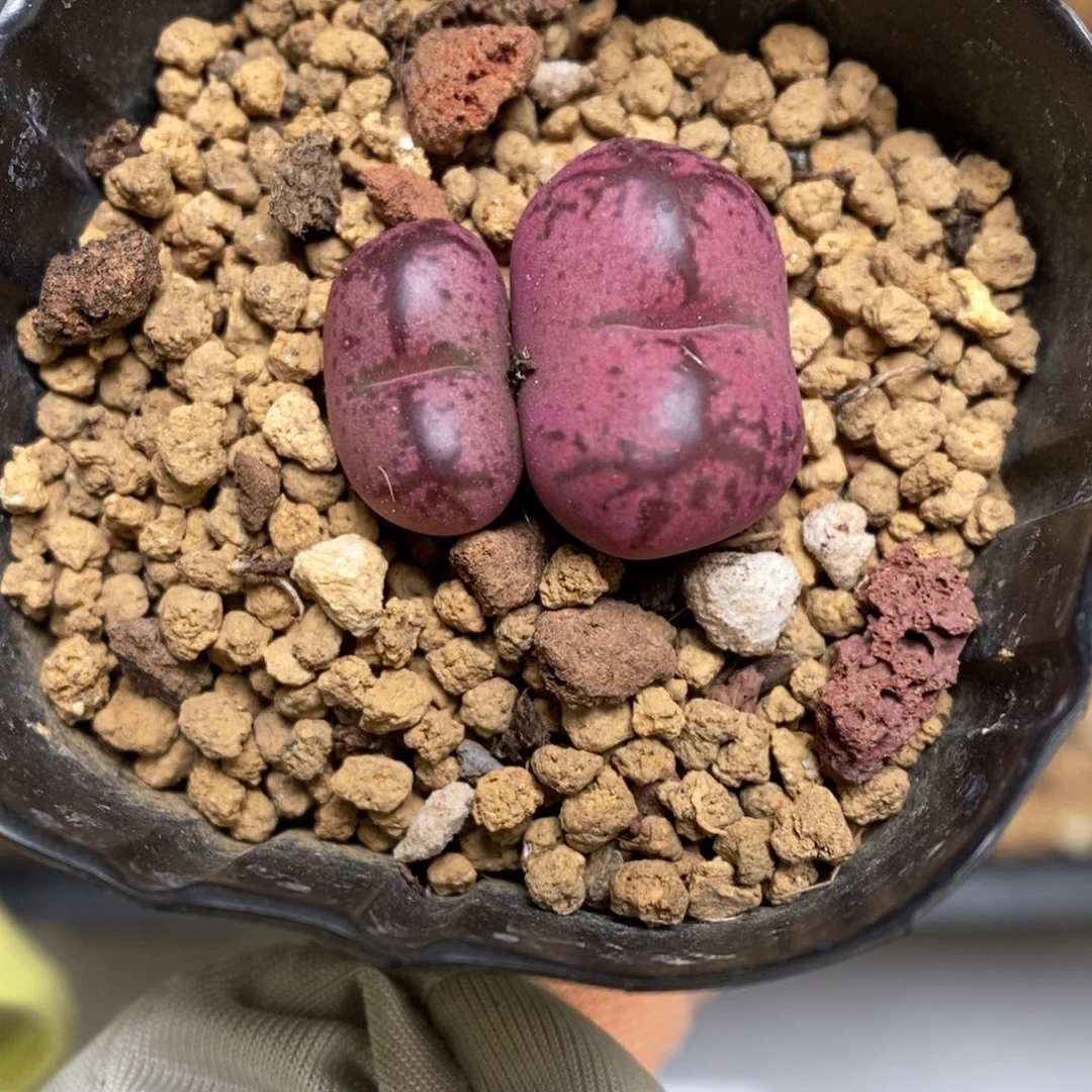 多肉植物肉锥杂交K-3669