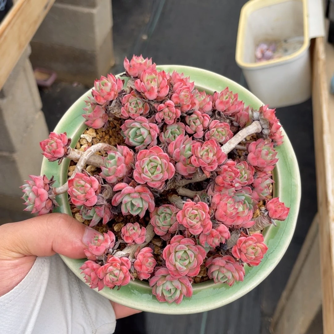 一物一拍不支持退换