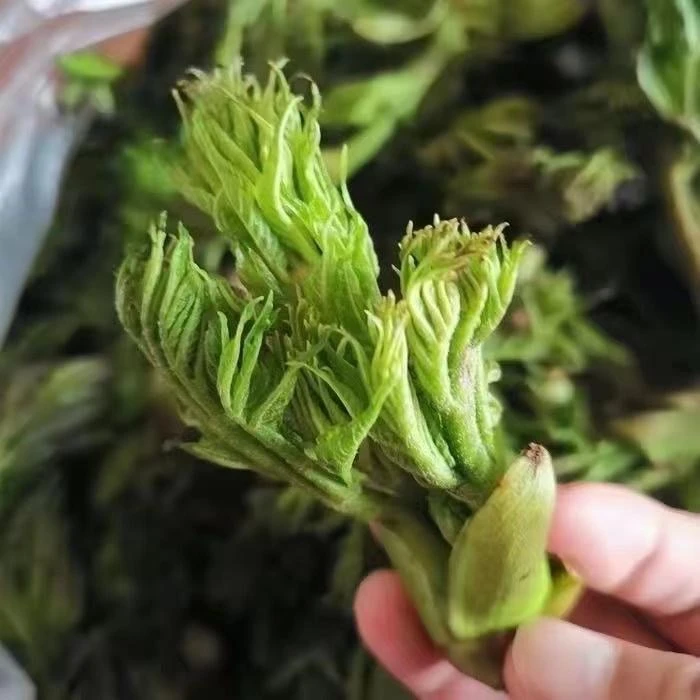 【刺龙芽种子】四季种植盆栽阳台