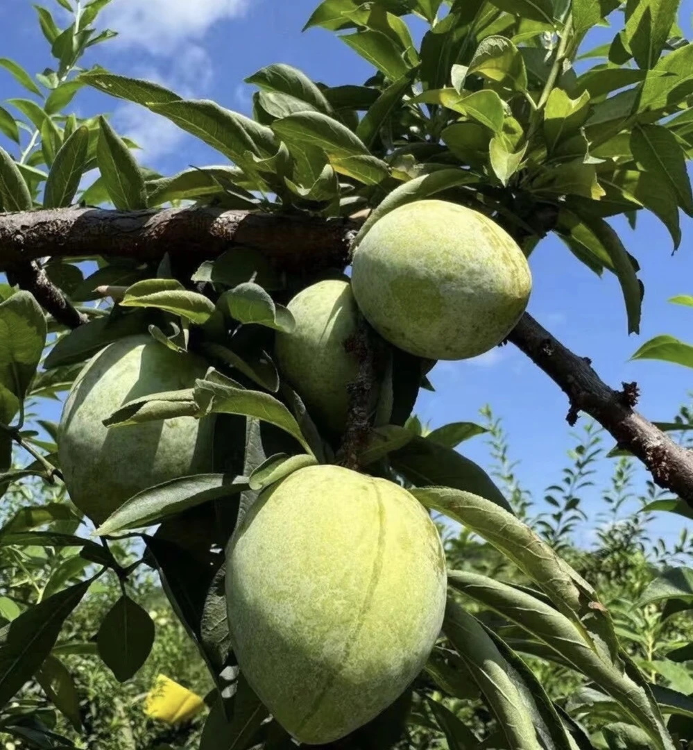 奈李 湖南本地奈李 脱核李 自然成熟 现摘现发