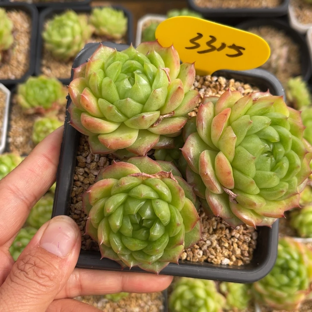 听***v灯泡珍妮专拍3315