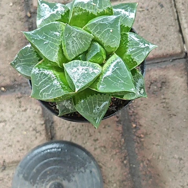 龙喜一颗多肉植物原盆土