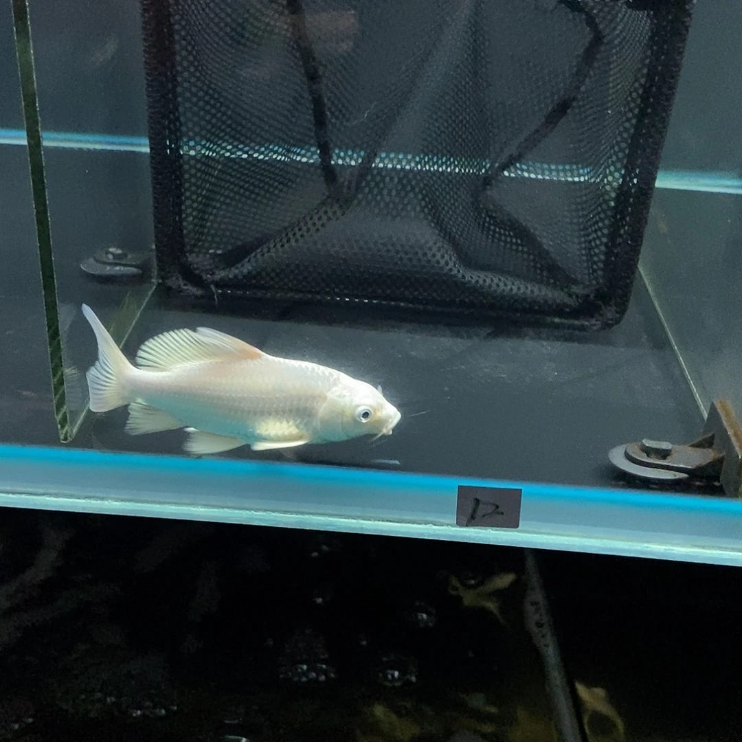 Y***仰蝴蝶鲤鱼12号白色蝴蝶鲤一条
